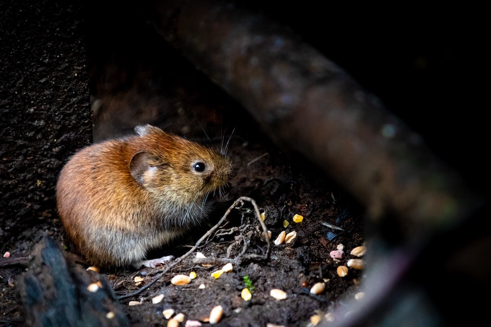 How To Get Rid Of Mice Under Kitchen Sink